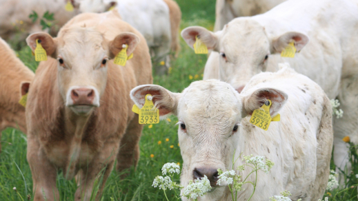 Vaches_IMG_0934_1_2.jpg