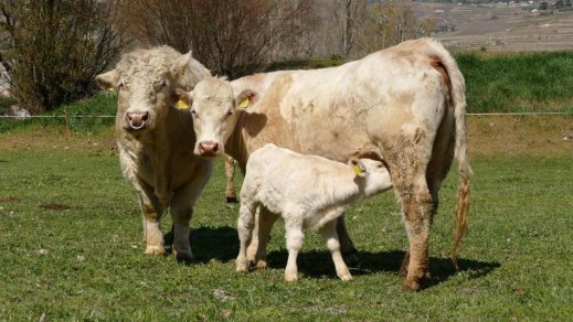 Famille_vaches_32516968-30300441_1440x810.jpg